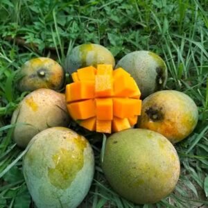 হিমসাগর/ক্ষীরসাপাত (নওগাঁ সাপাহার) – ১২ কেজি ক্যাশ অন ডেলিভারি অফার