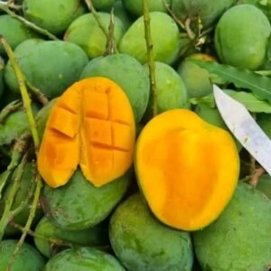 ১২ কেজির আমরুপালি